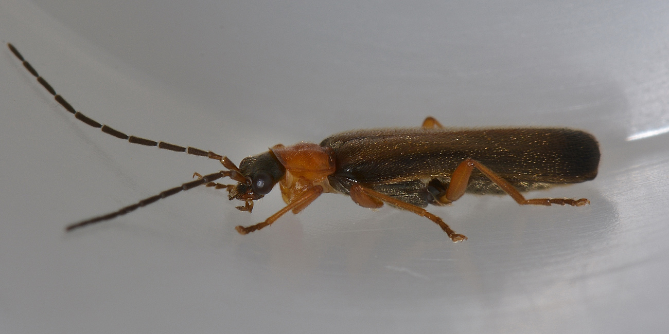 Rhagonycha lutea (Cantharidae)